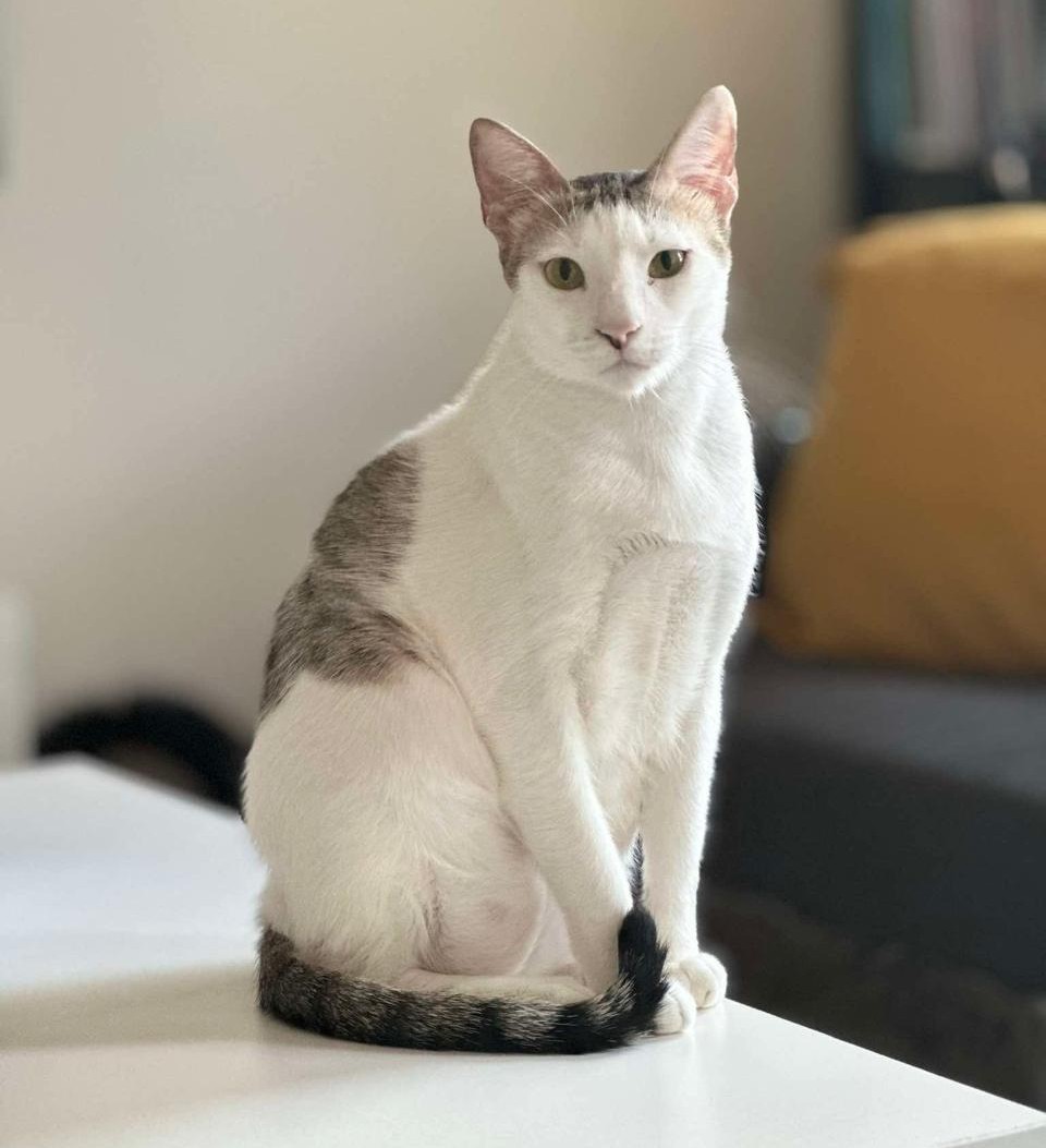Sensei the Cat